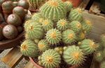 House Plants Copiapoa desert cactus  Photo; yellow