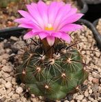 House Plants Coryphantha desert cactus  Photo; pink
