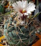 House Plants Coryphantha desert cactus  Photo; white