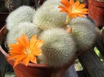 House Plants Crown Cactus  (Rebutia) Photo; orange