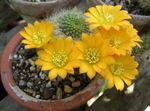 House Plants Crown Cactus  (Rebutia) Photo; yellow