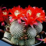 室内植物 冠仙人掌 沙漠中的仙人掌 (Rebutia) 照; 红