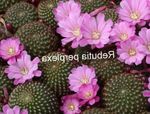 House Plants Crown Cactus  (Rebutia) Photo; lilac