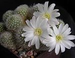 House Plants Crown Cactus  (Rebutia) Photo; white