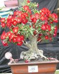 Adenium