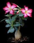 House Plants Desert Rose succulent (Adenium) Photo; pink