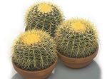 House Plants Eagles Claw desert cactus (Echinocactus) Photo; white