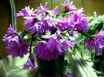 House Plants Easter Cactus  (Rhipsalidopsis) Photo; lilac