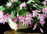 House Plants Easter Cactus  (Rhipsalidopsis) Photo; pink