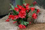 House Plants Easter Cactus  (Rhipsalidopsis) Photo; red