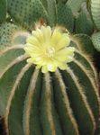 House Plants Eriocactus   Photo; yellow