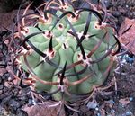 House Plants Eriosyce desert cactus  Photo; pink