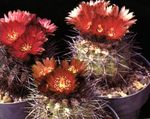 House Plants Eriosyce desert cactus  Photo; red