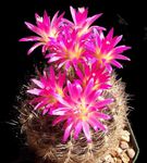 House Plants Eriosyce desert cactus  Photo; pink