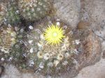 House Plants Eriosyce desert cactus  Photo; yellow