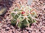 Topfpflanzen Ferocactus wüstenkaktus  Foto; rot