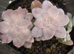 Ghost Plant, Mother-of-Pearl Plant succulent (Graptopetalum) Photo; pink