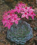 Ghost Plant, Mother-of-Pearl Plant succulent (Graptopetalum) Photo; pink