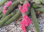House Plants Haageocereus desert cactus  Photo; pink