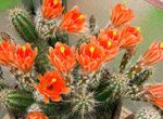 House Plants Hedgehog Cactus, Lace Cactus, Rainbow Cactus  (Echinocereus) Photo; orange