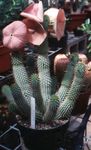 House Plants Hoodia desert cactus  Photo; pink