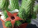 House Plants Huernia succulent  Photo; red