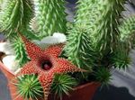 Kamerplanten Huernia sappig  foto; rood