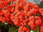 Kalanchoe (Kalanchoe) zdjęcie i charakterystyka