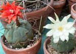 House Plants Matucana desert cactus  Photo; white