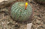 House Plants Matucana desert cactus  Photo; yellow