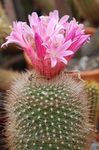 House Plants Matucana desert cactus  Photo; pink