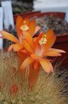 House Plants Matucana desert cactus  Photo; orange