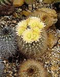 House Plants Neoporteria desert cactus  Photo; yellow