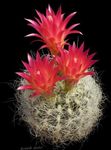 House Plants Neoporteria desert cactus  Photo; red