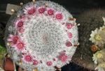 House Plants Old lady cactus, Mammillaria   Photo; pink