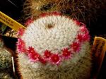 House Plants Old lady cactus, Mammillaria   Photo; red