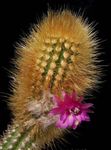 House Plants Oreocereus desert cactus  Photo; pink