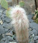House Plants Oreocereus desert cactus  Photo; pink