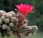 House Plants Peanut Cactus  (Chamaecereus) Photo; pink