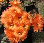 House Plants Peanut Cactus  (Chamaecereus) Photo; orange