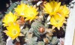 House Plants Peanut Cactus  (Chamaecereus) Photo; yellow
