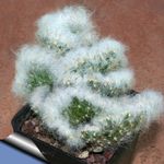 観葉植物 ウチワサボテン 砂漠のサボテン (Opuntia) フォト; 赤