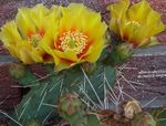 House Plants Prickly Pear desert cactus (Opuntia) Photo; yellow