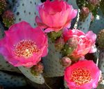 House Plants Prickly Pear desert cactus (Opuntia) Photo; pink