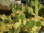 House Plants Prickly Pear desert cactus (Opuntia) Photo; yellow