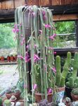 House Plants Rat tail Cactus  (Aporocactus) Photo; pink