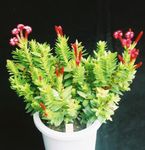 des plantes en pot Rochea les plantes succulents  Photo; rouge