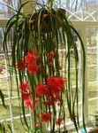 House Plants Strap Cactus, Orchid Cactus  (Epiphyllum) Photo; red