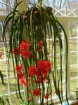 室内植物 表带仙人掌，兰花仙人掌 木仙人掌 (Epiphyllum) 照; 红