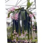 House Plants Sun Cactus  (Heliocereus) Photo; pink